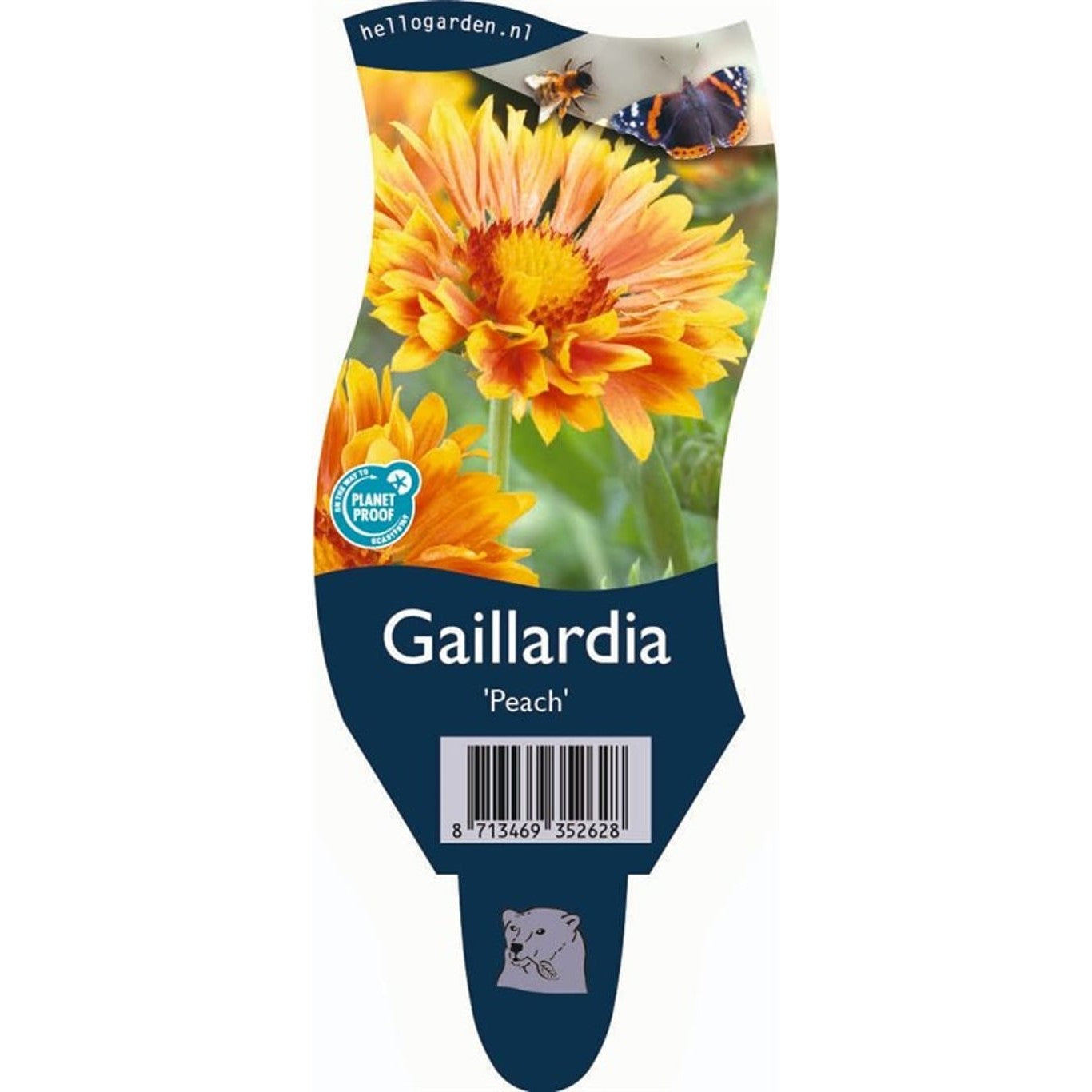 Kokardblomster – Gaillardia aristata Gallo Peach - P11